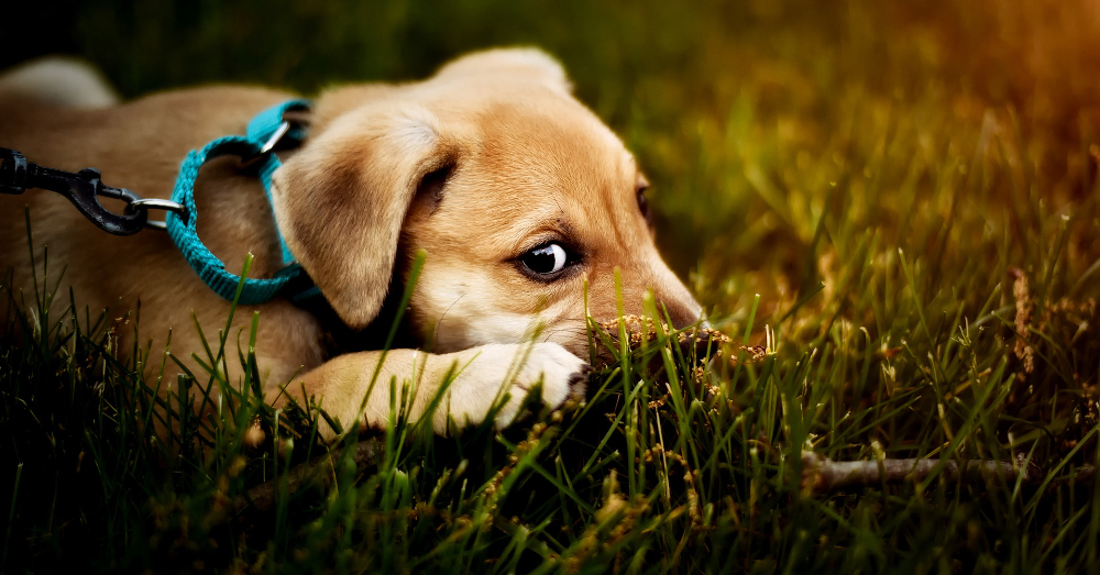 small puppy dog on a leash in a grassy lawn