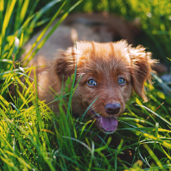 small brown puppy dog laying in a grassy green lawn
