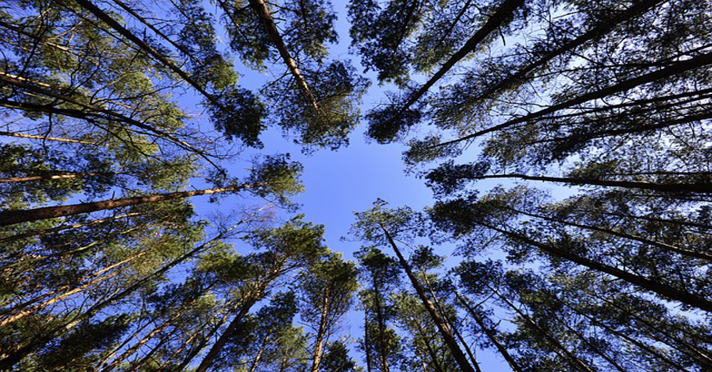 looking upward through branches and leaves of trees at a blue sky