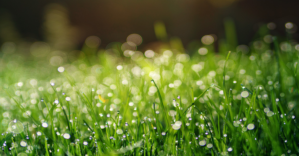 grassy meadow field full of morning dew drops