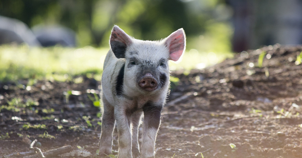 baby piglet on a farm near a forest