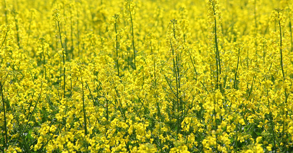 crop field of yellow rapeseed or canola flowers