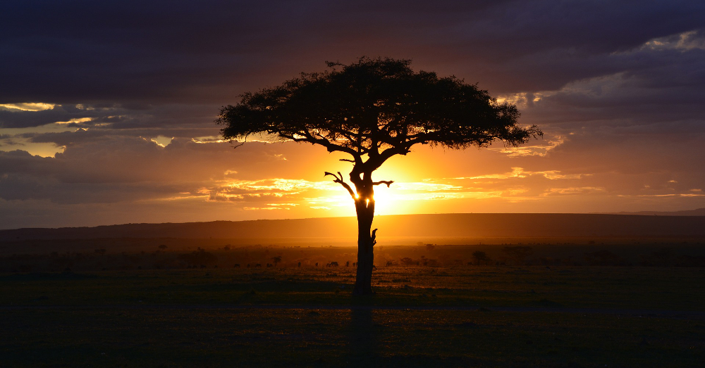 tree in the African savanna desert in Kenya at sunset