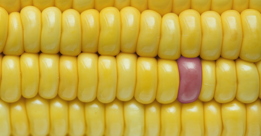 close up of yellow and pink corn kernels