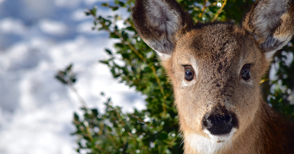 deer in front of a green bush in snow during winter