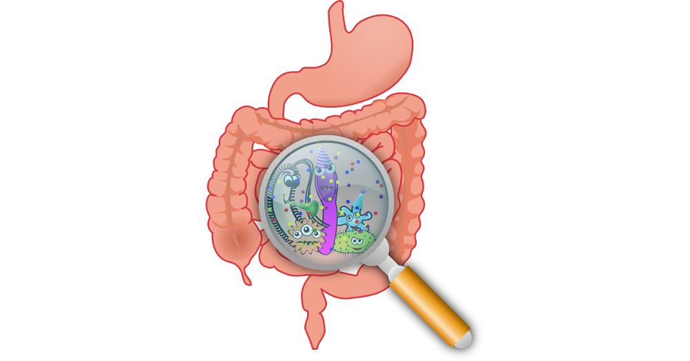 clipart cartoon drawing of an intestinal tract with a magnifying glass showing a bacterial microbiome