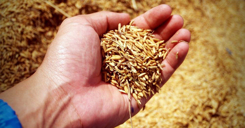 farmers hand holding grains of rice