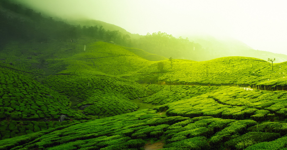 tea plantation in a foggy mountain landscape in India