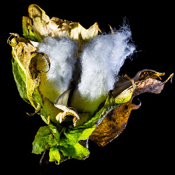 bud of a cotton plant against a black background