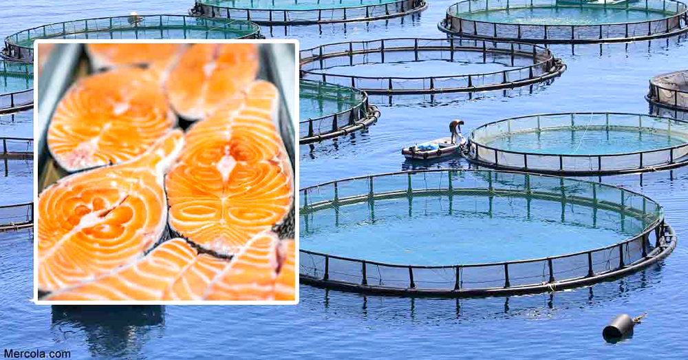 Farmed Salmon = Most Toxic Food in the World - Organic Consumers