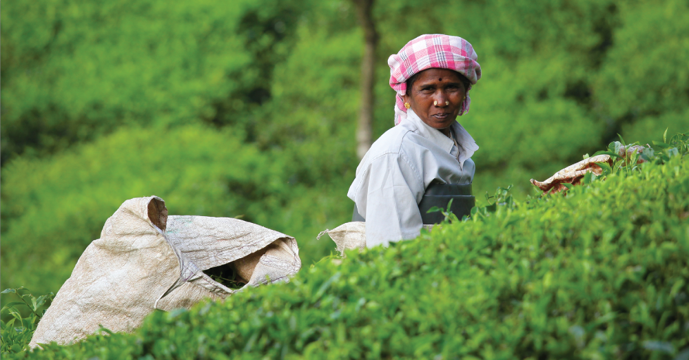 Tea farmer.