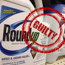 blue bottle of Monsantos Roundup herbicide on a shelf with a red rubber stamp over it that says GUILTY