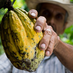 Farmer harvesting a cocoa bean