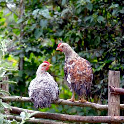 chickens sitting on a fence at a regenerative farm