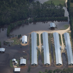 Waterkeeper Alliance image of a CAFO during a flood after Hurricane Florence