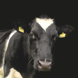 black and white dairy cow on a black background with a yellow tag