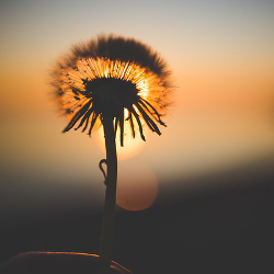silhouette of dandelion seeds over the sunset