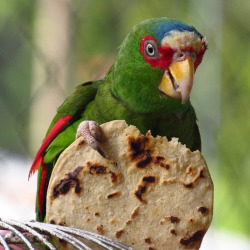 colorful parrot eating a tortilla