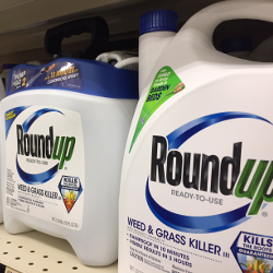 white and blue bottles of Monsantos glyphosate herbicide Roundup on a store shelf