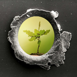 bullet hole in a piece of metal revealing a small green seedling plant