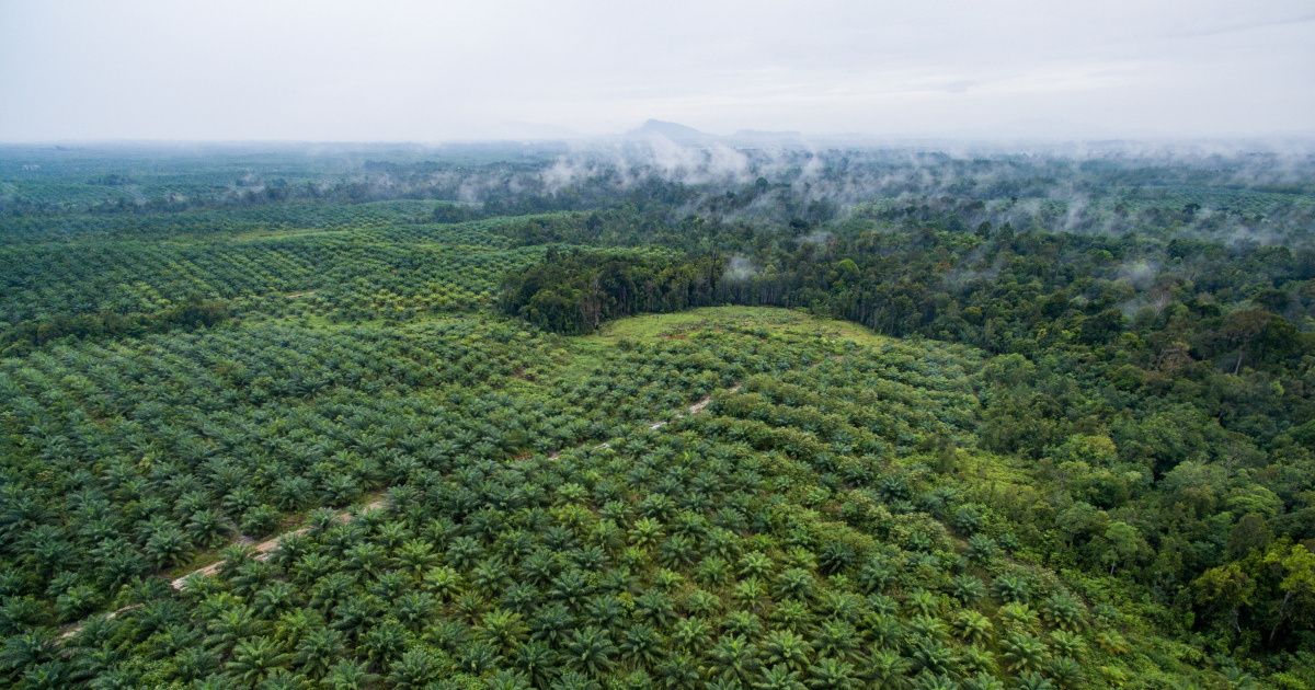 aerial view of a palm oil plantation