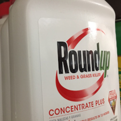 red and white bottle of Monsantos Roundup herbicide on a store shelf