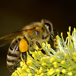 Close up of a honey bee on a yellow flower