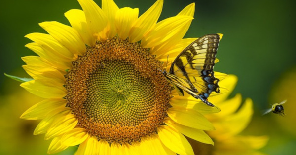 bee and a butterfly flying and landing on a large yellow sunflower
