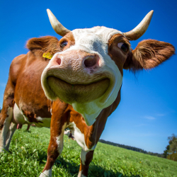 close up on a cow in a sunny meadow smiling