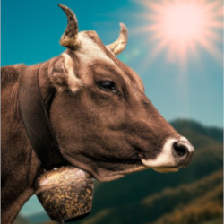 brown cow wearing a bell in a field by a mountain landscape