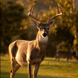 buck deer with large antlers standing in a field at sunset