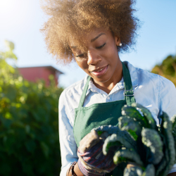 gardener with a handful of kale crop