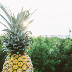 pineapple at sunset against a forest landscape