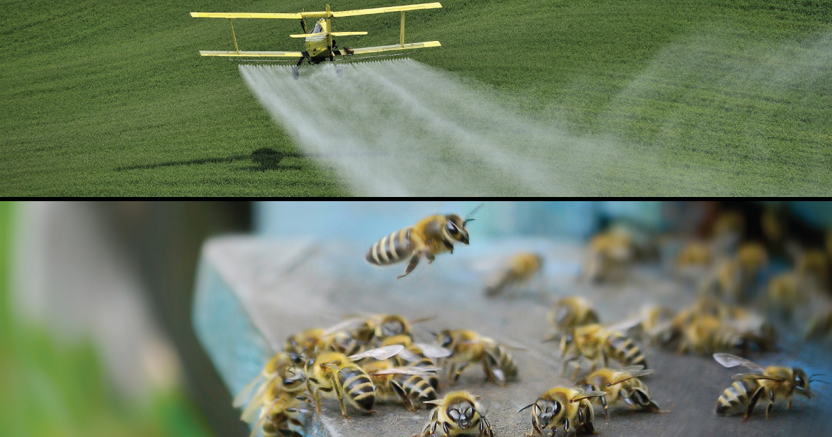 Pesticides and bees.