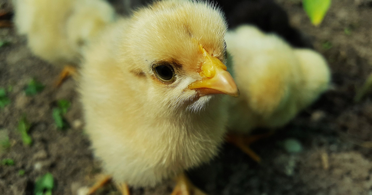 close up of a young yellow chicken on a farm