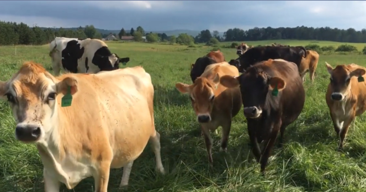 herd of cows in a green field at the Milkhouse Dairy and Creamery in Maine
