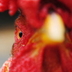 close up image of a red roosters face