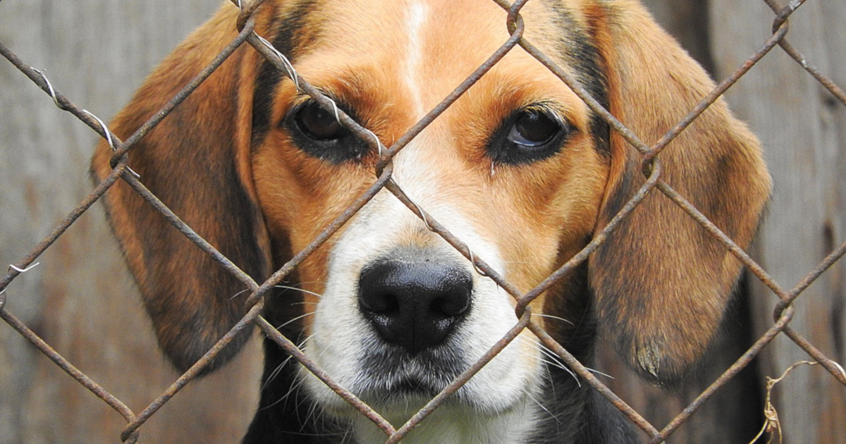 beagle behind a chain link fence