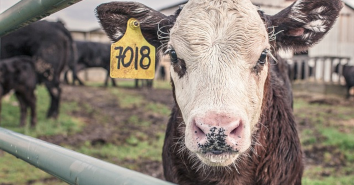 tagged calf on a cattle farm
