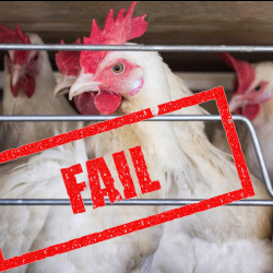 chickens in a factory farm cafo cage with a red FAIL stamp