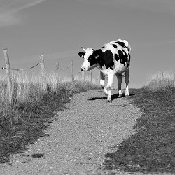 Black and white shot of a cow walking down a gravel path next to a pasture