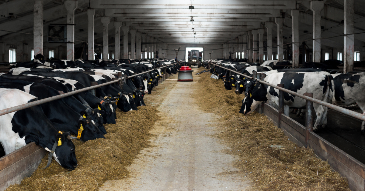 dairy cows eating hay in a factory farm