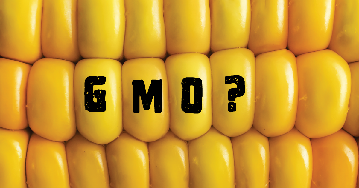 GMO corn.
