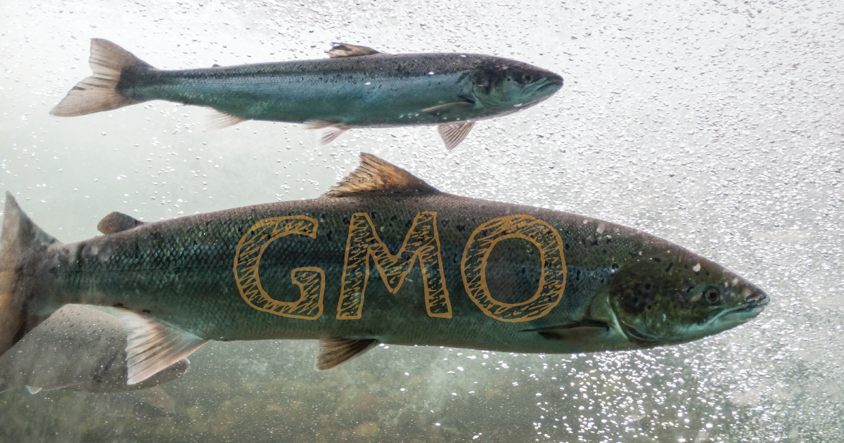 GMO salmon.