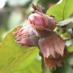 ripe hazelnuts on a green leafy plant