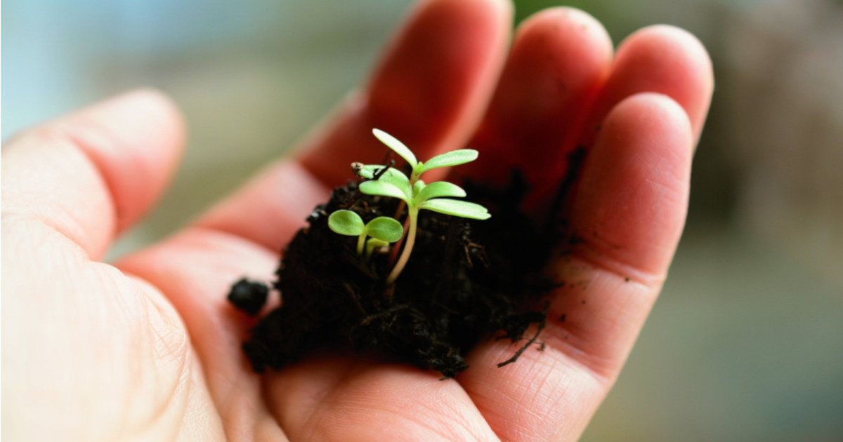 hand holding a clump of soil with a small set of green seedling plants growing in it