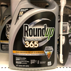 silver and black bottle of Monsantos glyphosate herbicide ROUNDUP on a store shelf