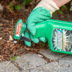 gardener using a green bottle of Monsantos Roundup herbicide