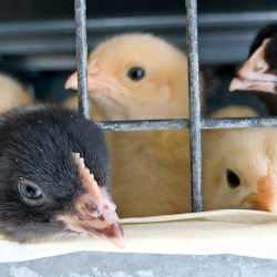 caged black and yellow baby chickens in a factory farm