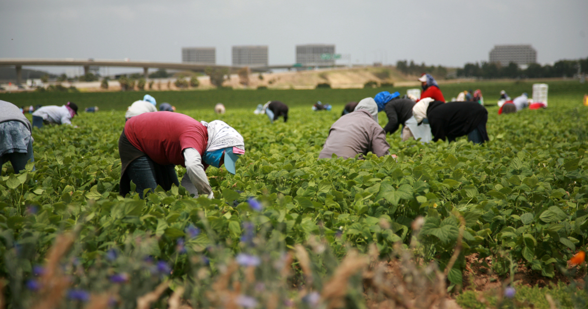 people working in a farm field harvesting a crop